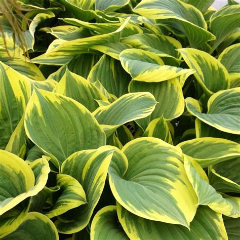 8 Any Hosta Variety Will Grow Well In Shade If You Want Something