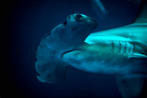 Scalloped Hammerhead Shark Monterey Bay Aquarium