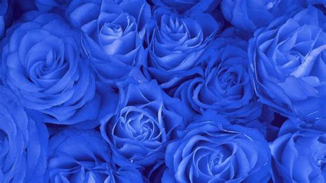 Blue Rose Hd Wallpapers
