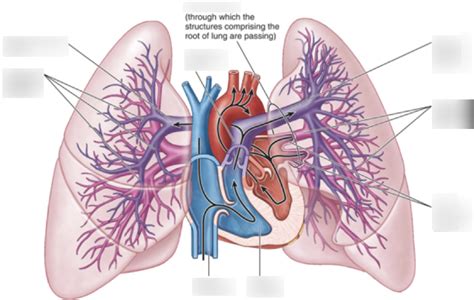 Pulmonary Arteries And Veins Diagram Quizlet