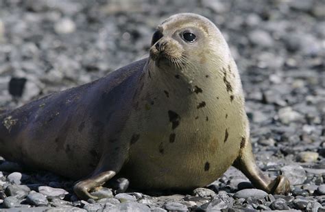 Experts Report Spike In Harp Seal Strandings On East Coast