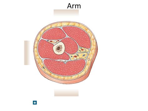 Arm Cross Section Muscles Diagram Quizlet