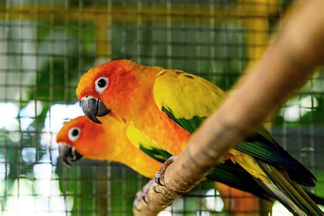 8 Top Brightly Colored Pet Birds