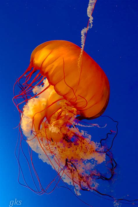 Jellyfish Vancouver Aquarium A Friend Of Mine Mentioned T Flickr