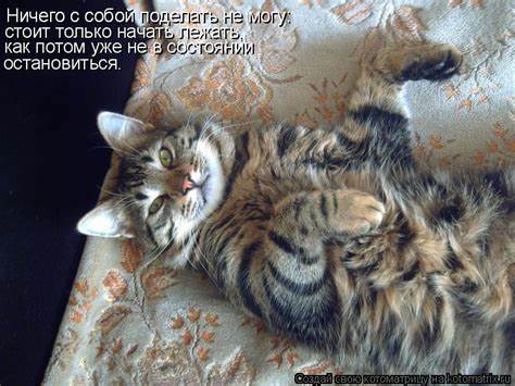Почти ничего не ем не могу похудеть Ничего не могу с собой поделать! (Леонтий) / Стихи.ру Ничего не могу с собой поделать! (Леонтий) / Стихи.ру Почти ничего не ем не могу похудеть