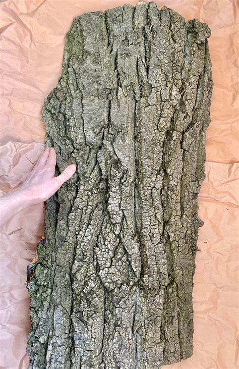 Extra Large Piece Of Bark Natural Tree Bark Wood Bark Tree Etsy