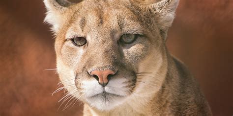 Four Cougars Shot Near School In Cranbrook Bc
