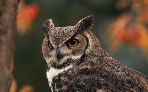 Autumn Owl Desktop Wallpapers Top Free Autumn Owl Desktop Backgrounds