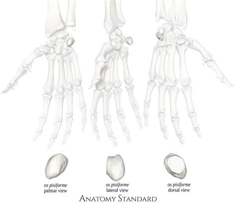 Os Pisiforme Bones Hand Bone Trapezium