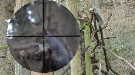 These are just a rough guide and other rifles are available that would meet these specifications. Pest Control with Air Rifles - Squirrel Shooting - Naughty ...