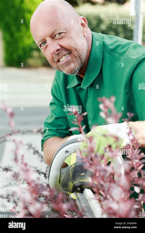 Mature Man Pruning And Cutting Hedges With Chainsaw Stock Photo Alamy