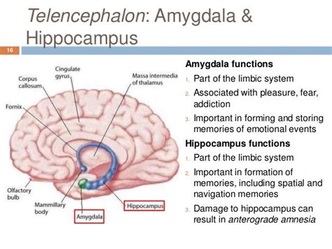 Amygdala Function Anatomy Limbic System Anatomy Map