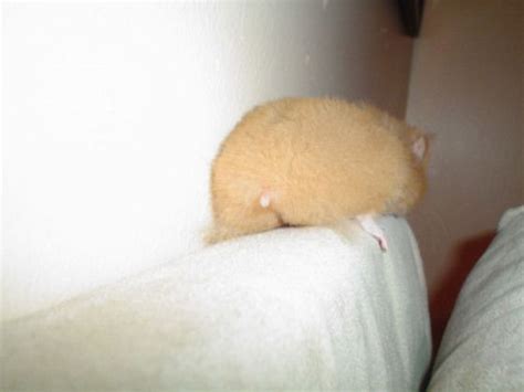 17 Best Images About Hamster Butt On Pinterest Change 3 The