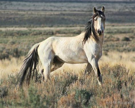 Buckskin mustang stallion painting by crista goliath 3 buckskin mustang stallion 8.5 x 11. Beautiful Light Buckskin Mustang. | Mustangs/Wild Horses ...