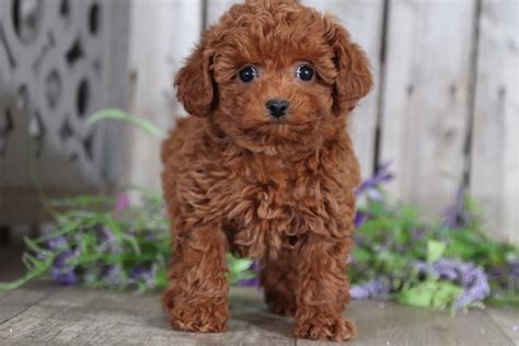 Ginger Cuddly Female Toy Poodle Puppies Online