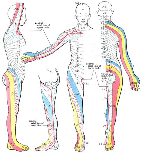 dermatomes definition dermatome levels and clinical significance