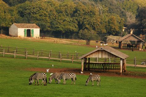 On october 27, 1983, brijuni was proclaimed a national park and is a favorite tourist destination. Safari Park (zoo) in Brijuni National Park | Nacionalni ...