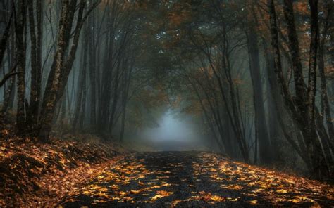 Nature Mist Road Forest Leaves Fall Dark Morning