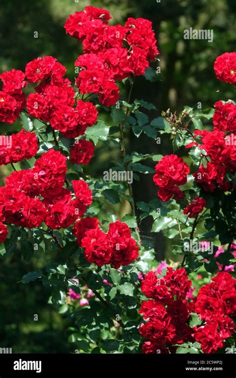 Red Garden Roses Red Shrub Roses July Stock Photo Alamy