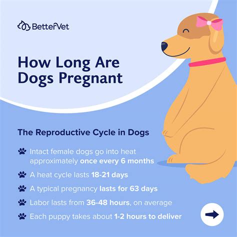 How Long Are Dogs Pregnant Bettervet