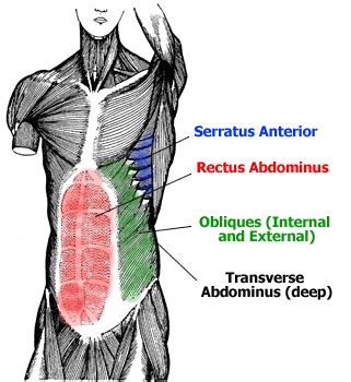 Insertion at the pubic bone [fig. Anatomy of the Abdominal Muscles - Rectus Abdominis ...