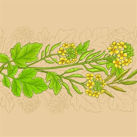 Mustard Plants Drawings Illustrations Royalty Free Vector Graphics