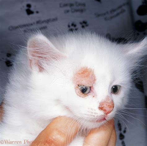 20 Best Photos Ringworm In Kittens Ringworm Treatment For Cats And