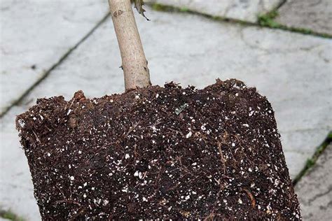 Is the variety grafting wood piece. Fruit basics - rootstocks / RHS Gardening