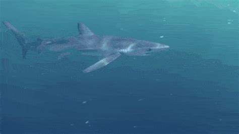 Sharks Biodiversity Gif Sharks Biodiversity Shark Discover Share Gifs
