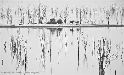 Wildlife Photographer Of The Year 2013 Winners And Honorable Mentions