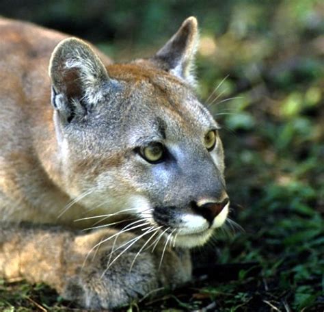 The Endangered Florida Panther Beautiful Big Wild Cat Picture From