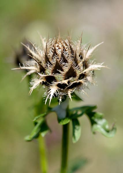 Florealpes Centaurea Scabiosa Subsp Alpestris Centaurée Alpestre