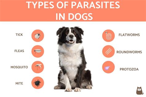 Parasites In Dogs Types Symptoms And Treatments