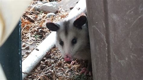 Opossums In My Toronto Backyard