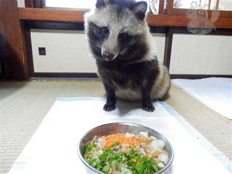 Tanu The Cuddly Raccoon Dog Is An Internet Sensation