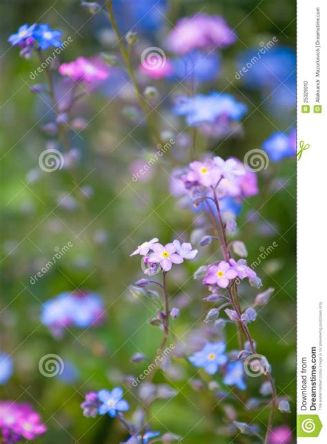 Small Purple Blue Flowers Stock Photo Image 25329010