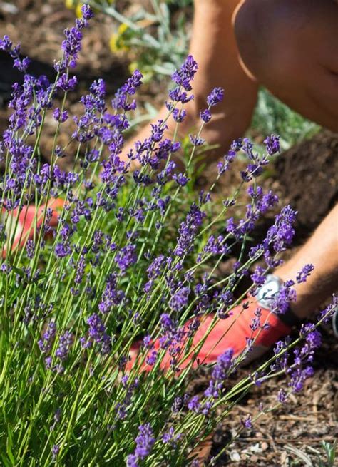 How To Grow Lavender In Your Garden Benefits Of Lavender