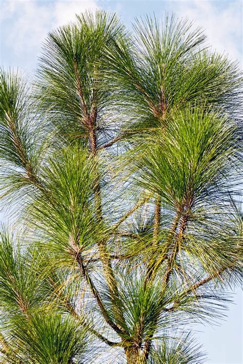 Longleaf Pine Pinus Palustris Stock Image C0384109 Science