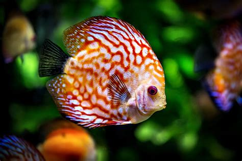 Discus Fish 1 Underwater Colorful Fish Discus Bonito Graphy Wide
