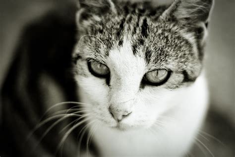 Cat Felino Animal Foto Gratis En Pixabay Pixabay