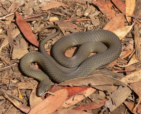 Just Reptiles Tasmanias White Lipped Snake