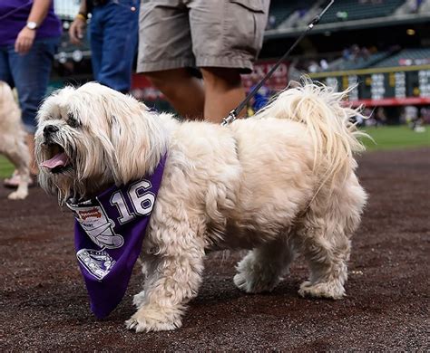 Colorado Rockies Dogpet Gear Humans Too Amazing Prices Awesome