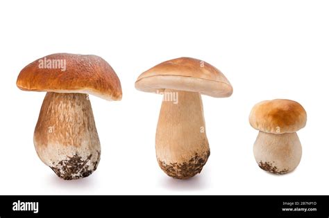 Fresh Mushrooms Isolated On White Background Stock Photo Alamy
