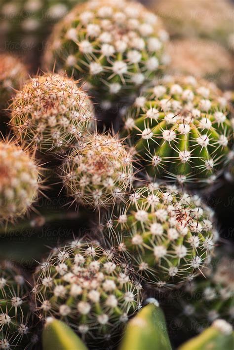 Macro Shoot Of Green Cactus By Stocksy Contributor Javier Pardina