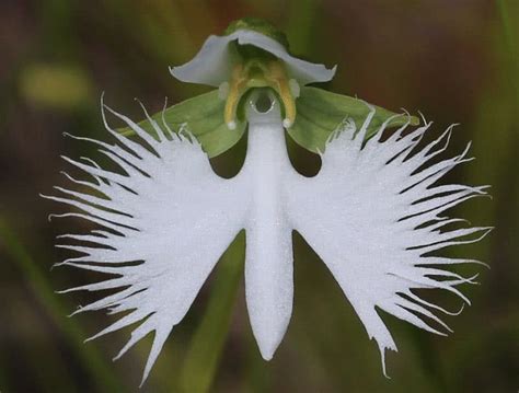 Top 9 Strange Looking Flowers In The World The Mysterious World