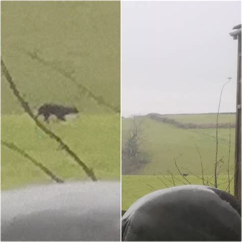Man Says He Spotted Beast Of Exmoor As Big Cat Seen On Walk