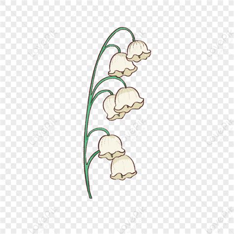 Lily Of The Valley Lily Valley Plant Png Transparent Background And
