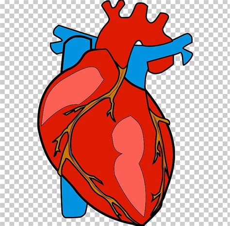 Heart Human Body Anatomy Png Clipart Anatomy Area Art Artwork