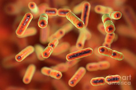 Bacteroides Sp Bacteria Photograph By Kateryna Konscience Photo