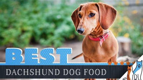 5 Best Dog Food For Dachshunds Wiener Dog On 2022